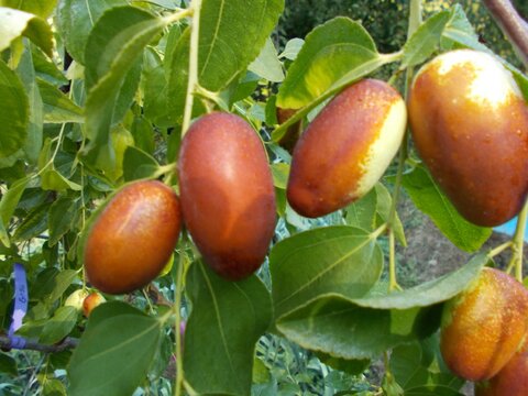 images/stories/virtuemart/product/GA 866